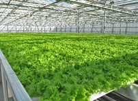 AO Совхоз Тепличный