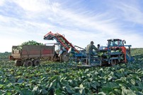 ЗАО Племенной завод Ручьи